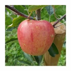 Malus 'Paradice Gold®' | Apple Tree