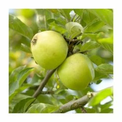 Malus 'Michelin' | Apple Tree