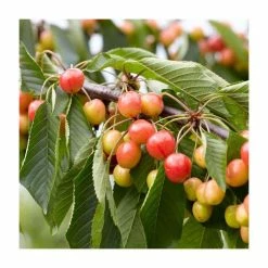 5ft 'Amber Heart' Cherry Tree | F.12.1 Very Vigorous Rootstock | Bare Root | By Frank P Matthews™