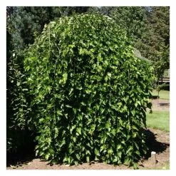 5ft 'Weeping Mulberry Tree | 12L Pot | By Frank P Matthews™