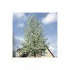 Pyrus calleryana 'Chanticleer'