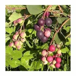 4ft 'Northline' Saskatoon Tree | 7L Pot | Amelanchier alnifolia 'Northline' | By Frank P Matthews™