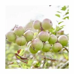 Malus 'Harry M Jersey' | Apple Tree