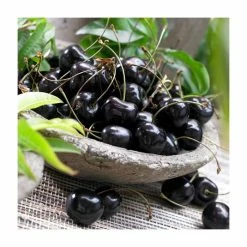 5ft 'Burcombe' Cherry Tree | Colt Semi Vigorous Rootstock | 12L Pot | By Frank P Matthews™