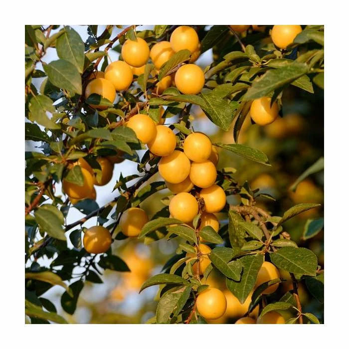 5ft 'Shepherds Bullace' Damson Tree | SJA Semi Vigorous Rootstock | 12L Pot | By Frank P Matthews™