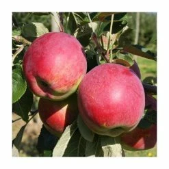 5ft 'Eden' Dual Purpose Apple Tree | 12L Pot | M26 Semi-Dwarfing Rootstock | By Frank P Matthews