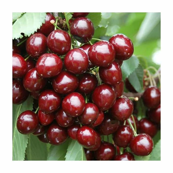 Sweet & Sour Cherry Tree Collection | 5ft Sunburst, Stella & Morello Cherry Trees | Colt Semi Vigorous Rootstock - Image 4